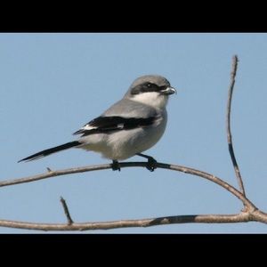 Meet your Posher, Rica